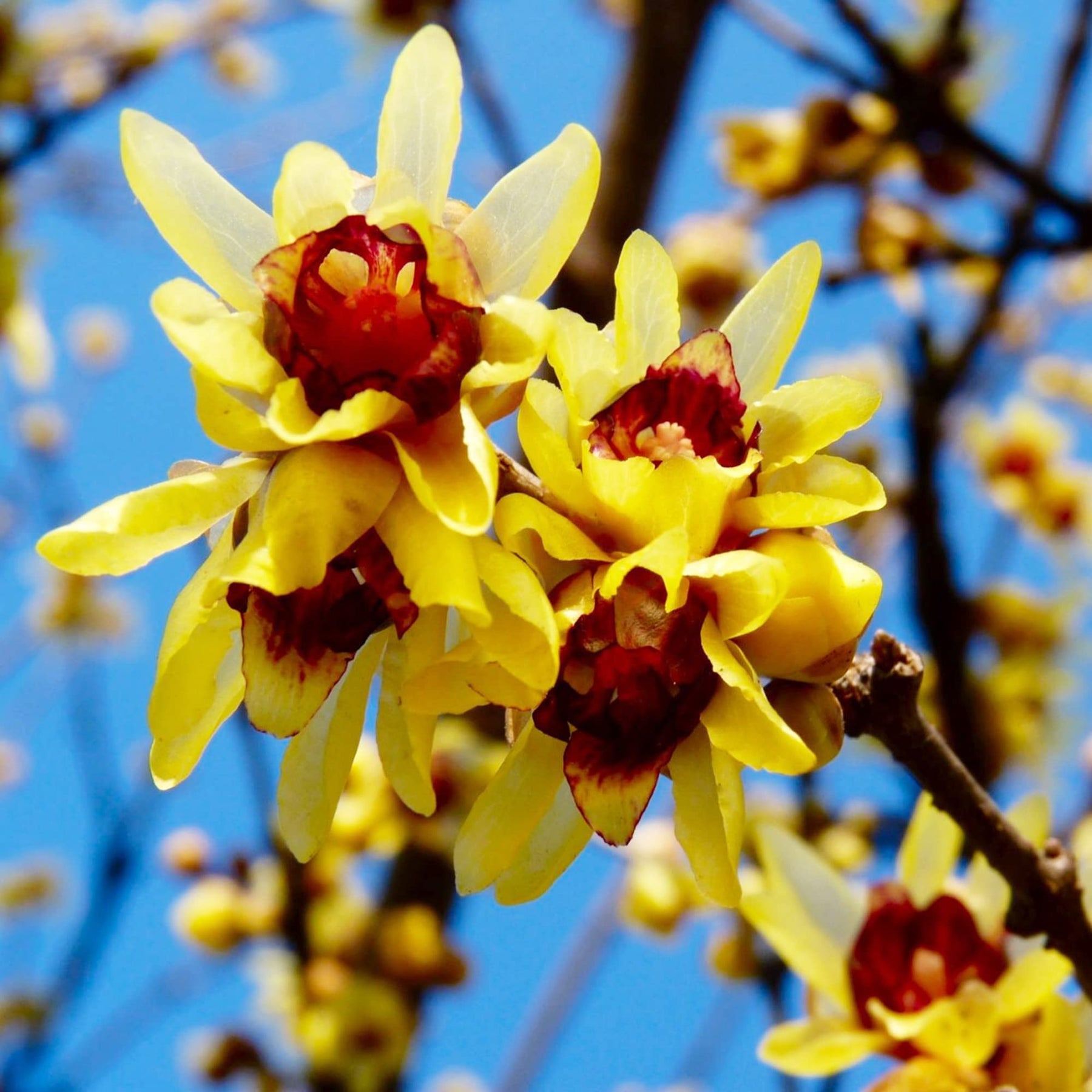 Heirloom Non-GMO Chimonanthus Flower Seeds for Planting – Fragrant Winter Bloom Seeds