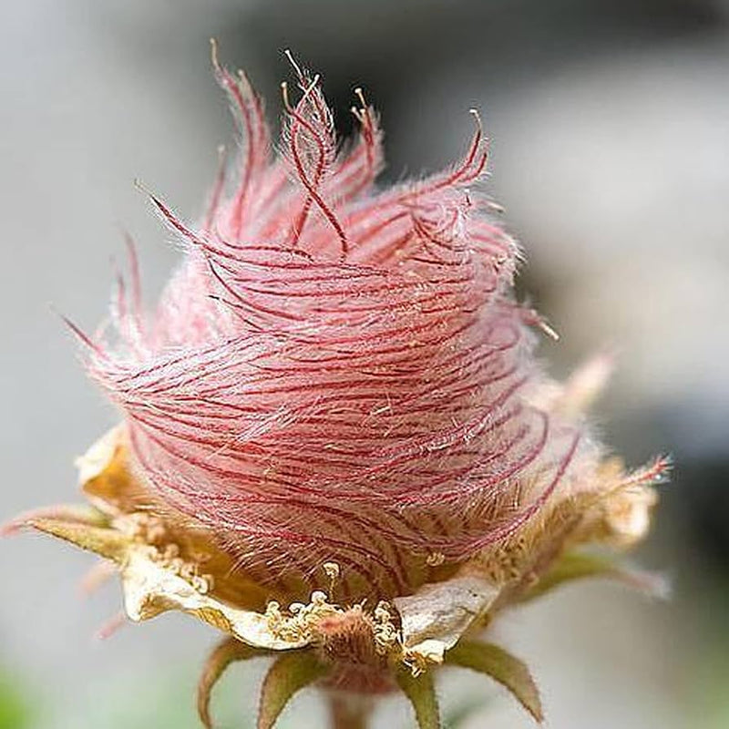 Triflorum Flower Seeds for Planting – 100 pcs seeds for planting in home garden