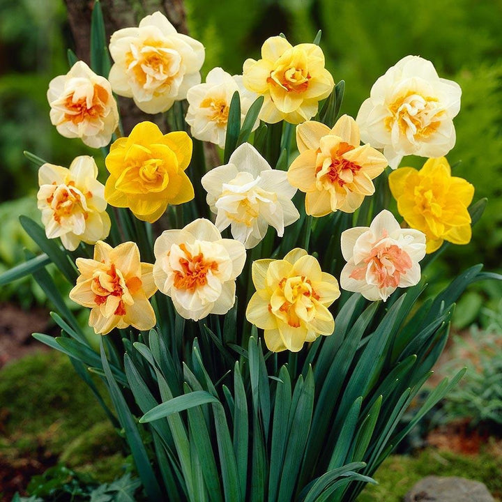 Narciso Flower Seeds for Planting - NON GMO Seeds