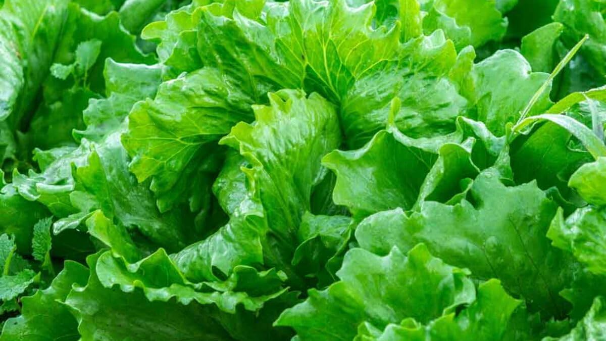 Lettuce Lactuca sativa seeds for garden planting
