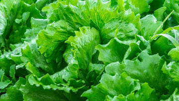 Lettuce Lactuca sativa seeds for garden planting