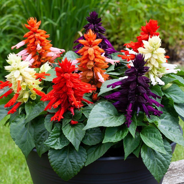 Salvia Flower Seeds – Heirloom Non-GMO Seeds for Pollinator-Friendly and Vibrant Garden Planting