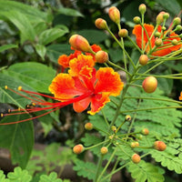 Caesalpinia Pulcherrima Flower Seeds for Planting – Organic, Heirloom, Non-GMO Peacock Flower Seeds for planting in your garden.