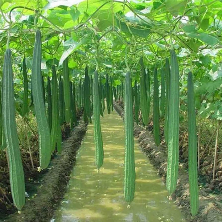 Heirloom Non-GMO Yellow Luffa Vegetable Seeds for Planting – Edible & Sponge Gourd Seeds