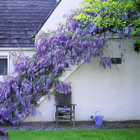 Japanese Wisteria Floribunda Purple Climbing Vine Seeds for Planting â€“ Non-GMO Heirloom