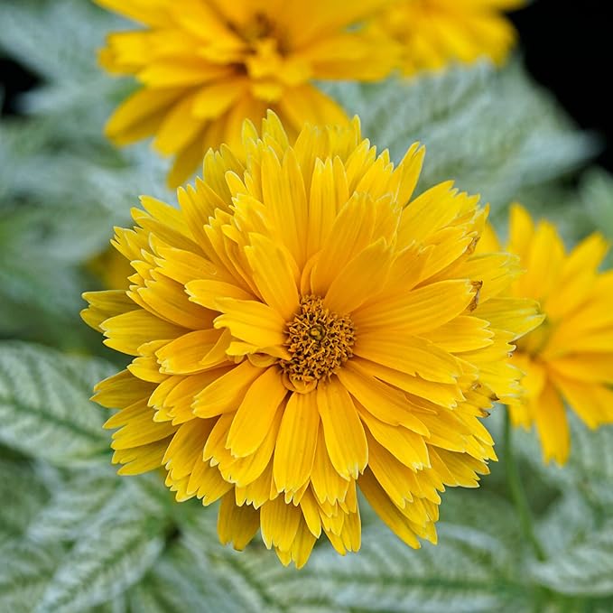 Heliopsis Sunflower Seeds – Heirloom, Non-GMO Flower Seeds for Planting