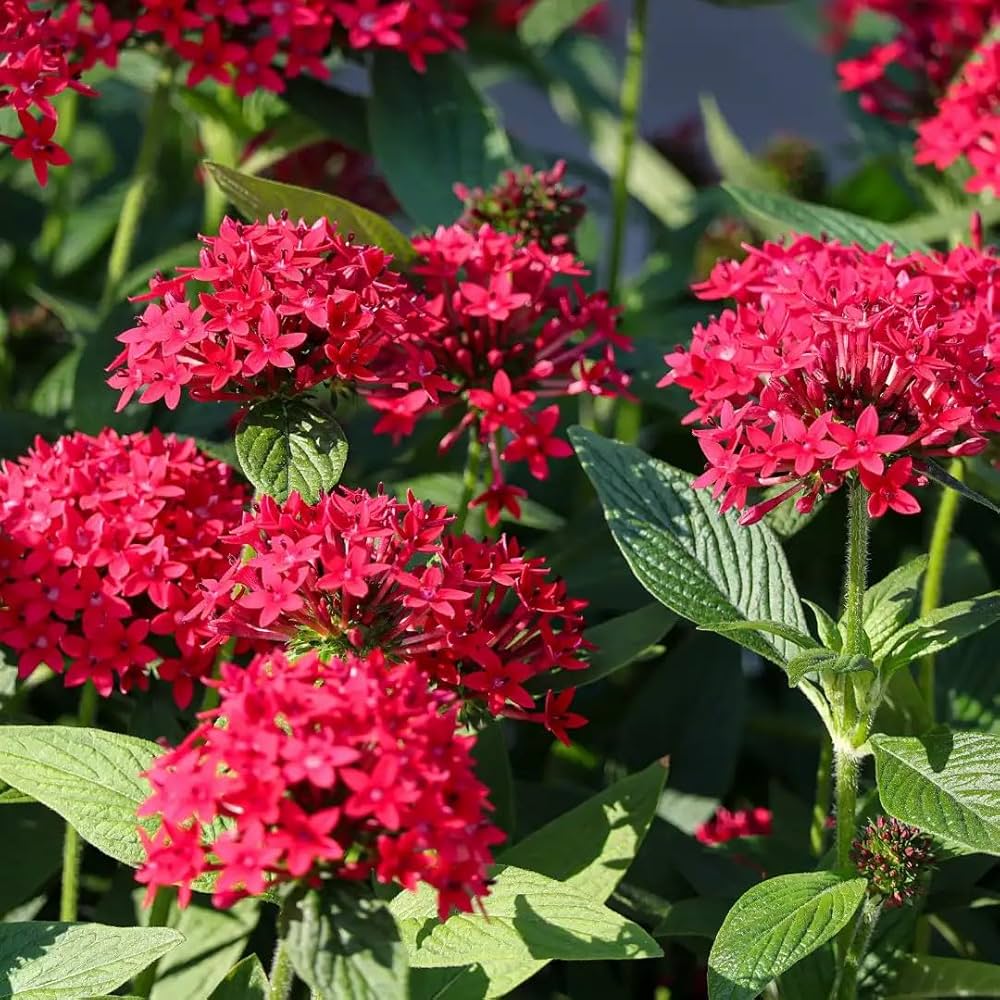 Pentas Lanceolata Flower Seeds – Heirloom Non-GMO Seeds for Pollinator-Friendly and Tropical Garden Planting