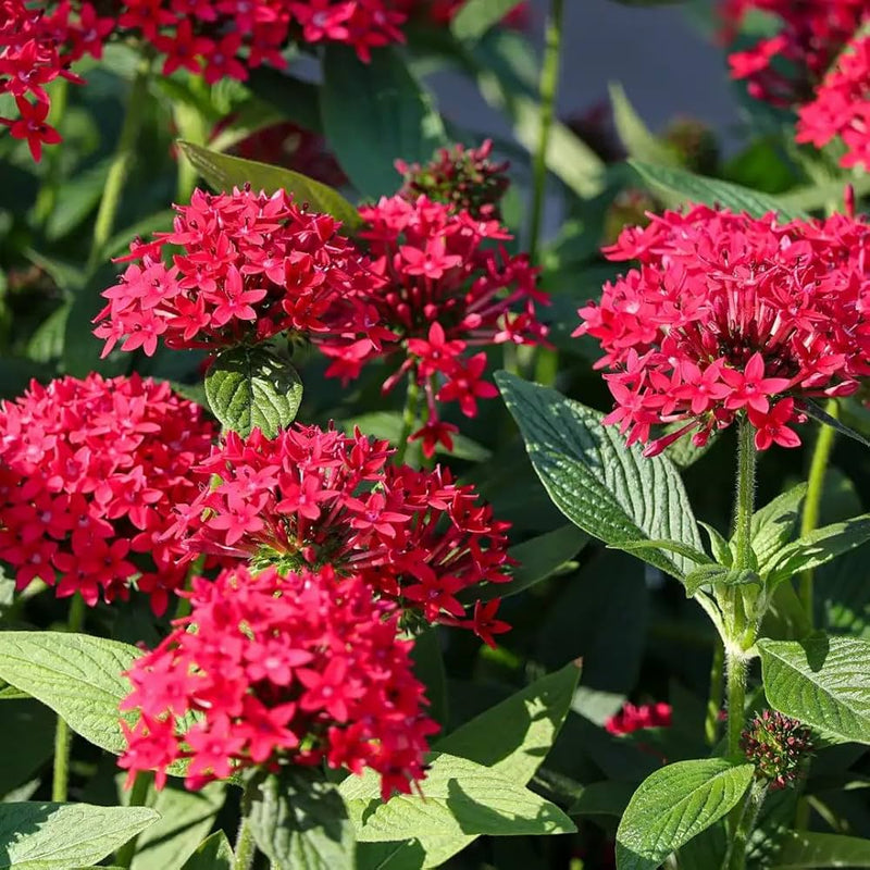 Pentas Lanceolata Flower Seeds – Heirloom Non-GMO Seeds for Pollinator-Friendly and Tropical Garden Planting