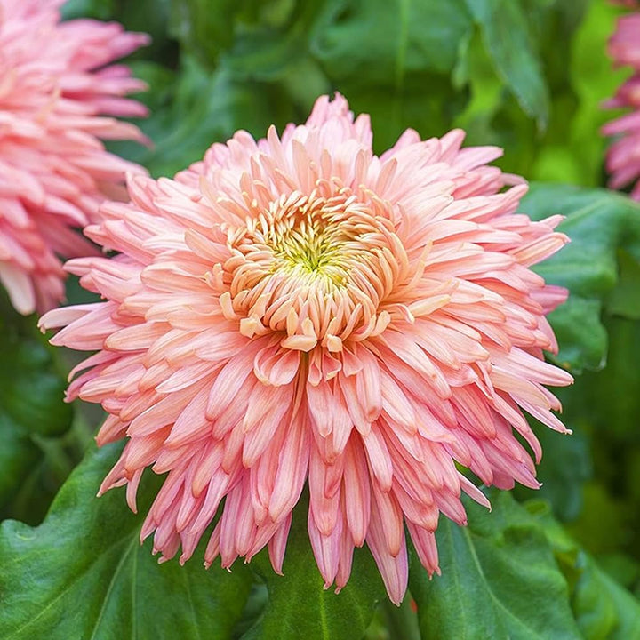 Heirloom Non-GMO Chrysanthemum Pink Yellow Flower Seeds for Planting – Vibrant Fall-Blooming Garden Blooms