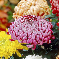 Heirloom Non-GMO Chrysanthemum Pink Yellow Flower Seeds for Planting ƒ?? Vibrant Fall-Blooming Garden Blooms