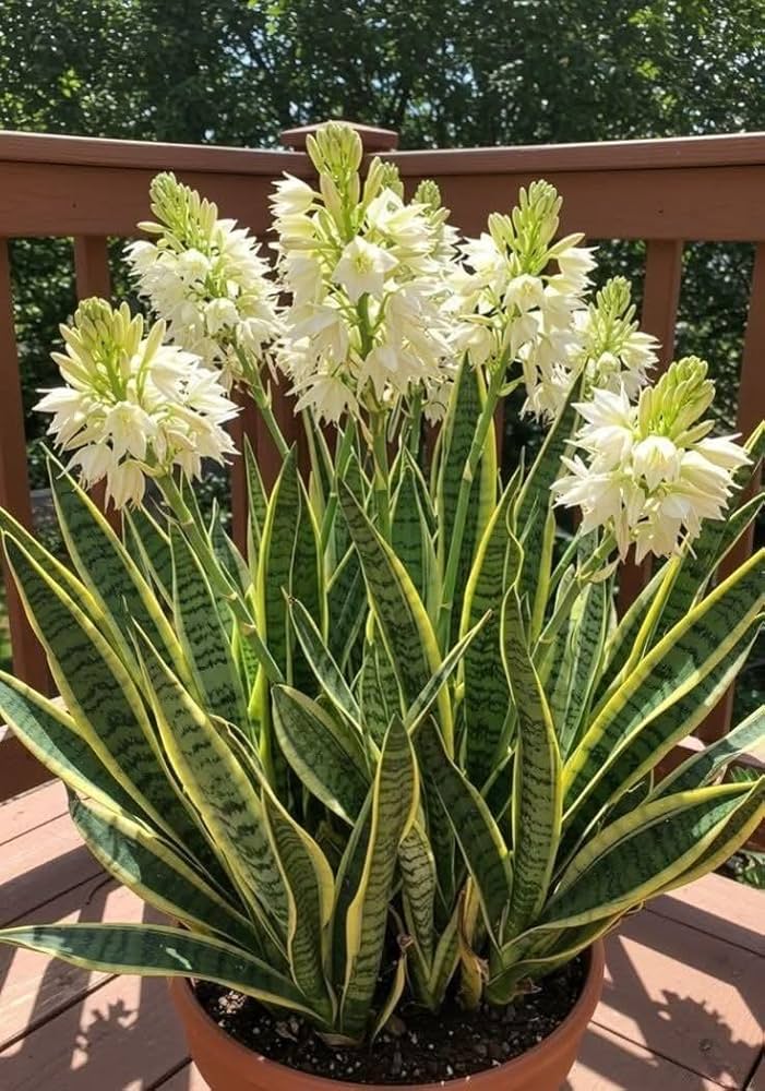 Sansevieria Flower Seeds – Heirloom Non-GMO Seeds for Indoor Air-Purifying Planting