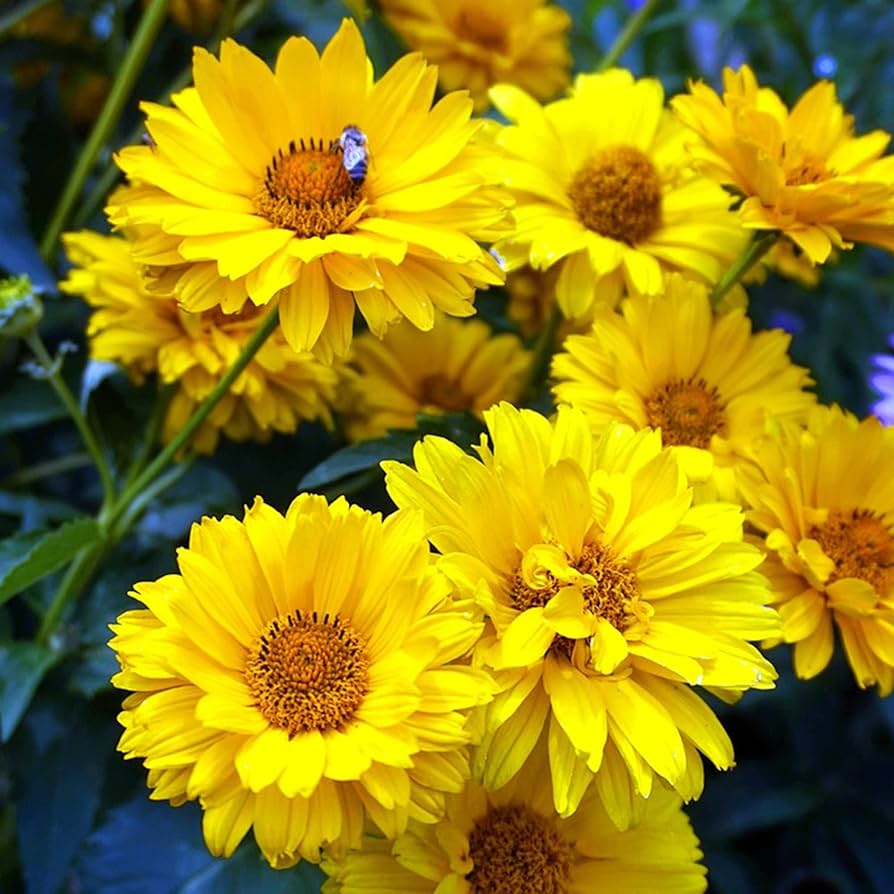Heliopsis Sunflower Seeds – Heirloom, Non-GMO Flower Seeds for Planting - Sunflower for planting in home garden