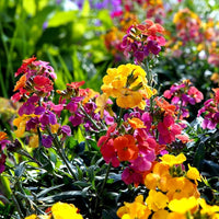 Mixed Erysimum Flower Seeds for Planting - 100 pcs