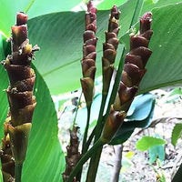 Brown Calathea Lutea Seeds for Planting - Heirloom & Non-GMO Seeds
