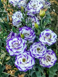 White & Blue Eustoma (Lisianthus) Flower Seeds for Planting - Heirloom, NON-GMO, Easy to Grow