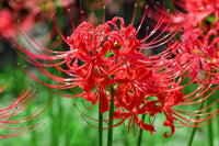Lycoris Flower Seeds for Planting NON GMO Seeds