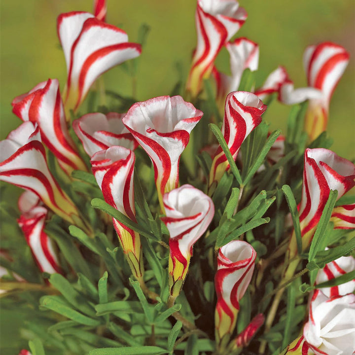Oxalis Versicolor Orange Seeds ƒ?? Heirloom, Non-GMO Flower Seeds for Planting Striking Blooms