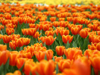 Orange Tulip Flower Seeds for Planting â€“ Heirloom, Non-GMO, Vibrant Blooms