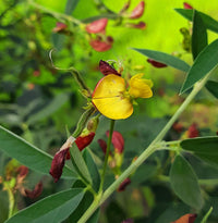 Cajanus Flower Seeds for Planting- NON GMO Seeds