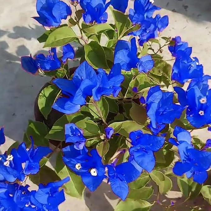Organic Heirloom Non-GMO Blue Bougainvillea Seeds for Planting â€“ Climbing Vine Flowers for planting in home garden