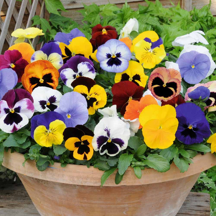 Heirloom Non-GMO Mixed Viola Sorbet Flower Seeds for Planting ƒ?? Colorful Blooming Flower Seeds
