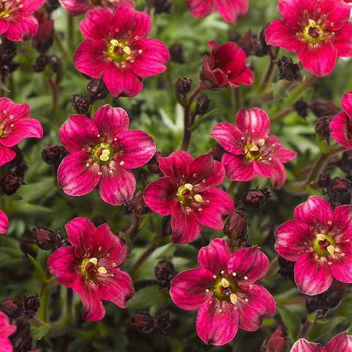 Heirloom Non-GMO Saxifraga Pink Flower Seeds for Planting ƒ?? Hardy Perennial Blooms for Rock and Alpine Gardens