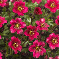Heirloom Non-GMO Saxifraga Pink Flower Seeds for Planting ƒ?? Hardy Perennial Blooms for Rock and Alpine Gardens