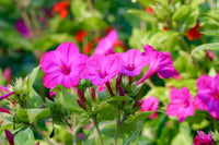 Mixed Mirabilis Jalapa Flower Seeds ƒ?? Heirloom Non-GMO Blooms for Colorful Garden Planting
