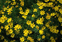 Bidens Flower Seeds for Planting, Fresh - NON GMO Seeds