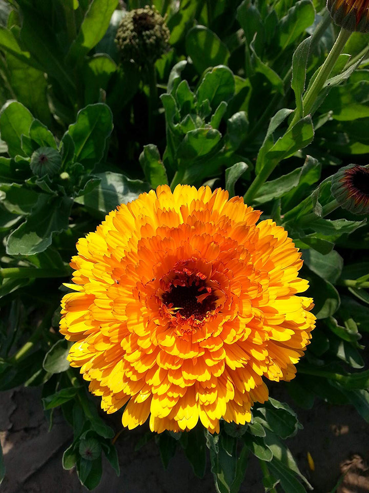 Calendula Marigold Flower Seeds, Heirloom, Non-GMO Seeds for Bright Home Garden Blooms