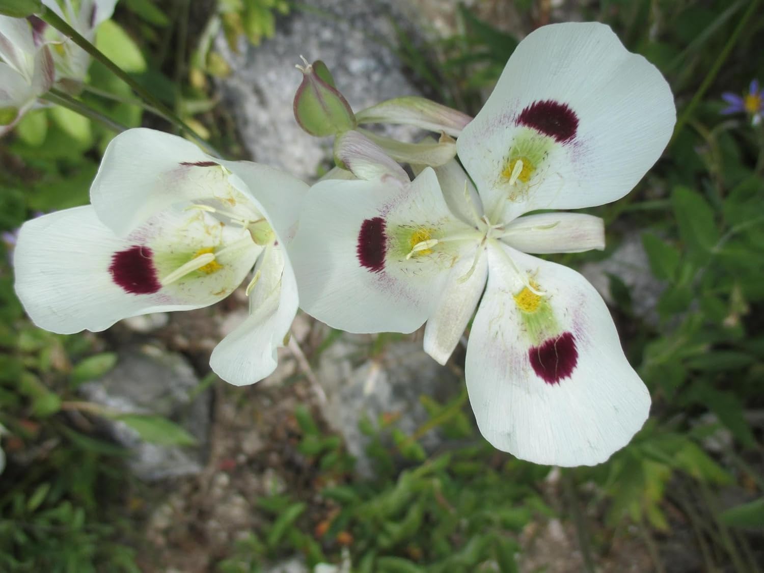 Calochortus Flower Seeds for Garden Planting - NON GMO Seeds