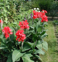 Canna Flower Seeds for Planting 100 pcs