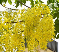 Yellow Laburnum Seeds – Heirloom, Non-GMO Flower Seeds for Planting
