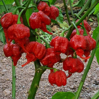 Mature Reaper chili peppers on a healthy green plant
