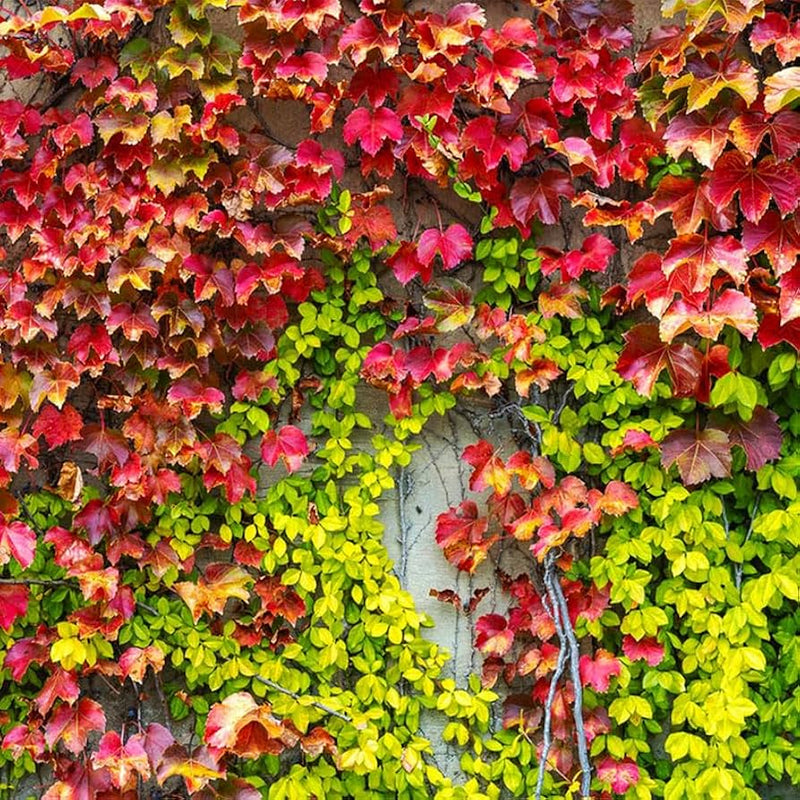 Ivy Plant Seeds Heirloom Non GMO Planting - 100 pcs