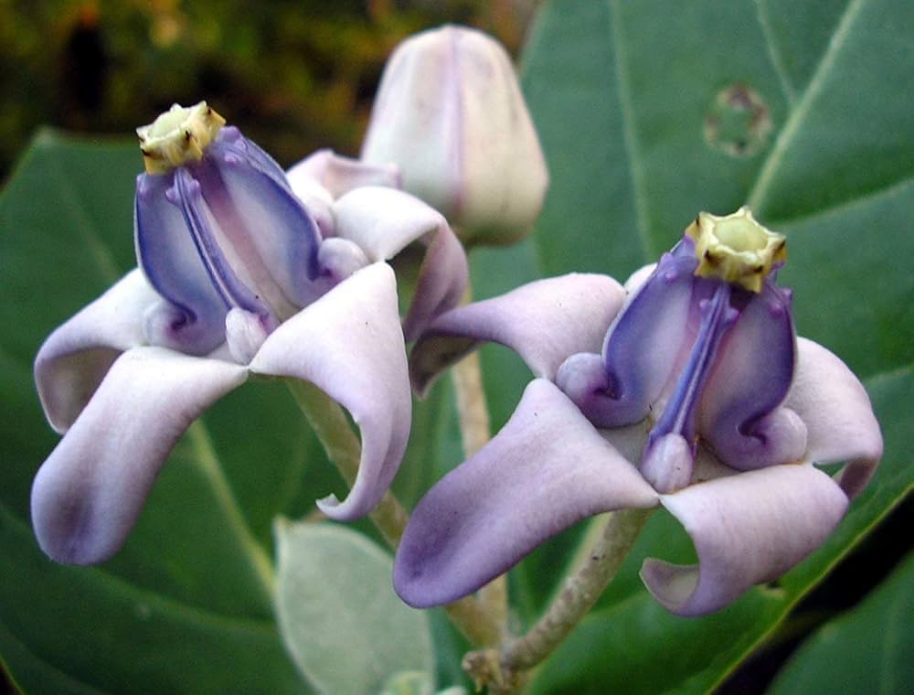 Heirloom Non-GMO Cardo Gigante Flower Seeds for Planting – Bold Architectural Garden Blooms