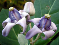 Heirloom Non-GMO Cardo Gigante Flower Seeds for Planting – Bold Architectural Garden Blooms