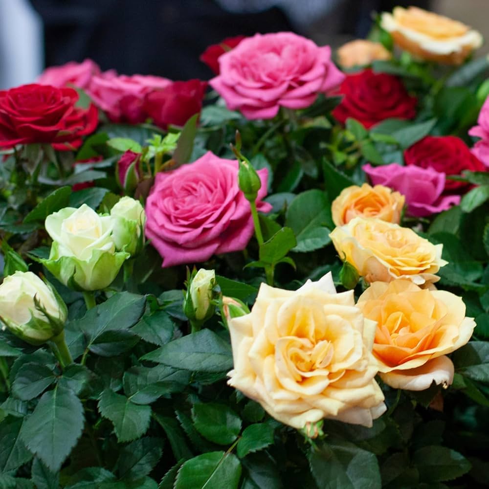 Mixed color fragrant rose plants blooming in a garden
