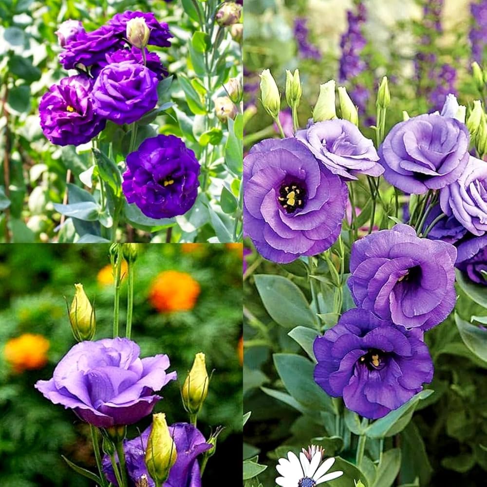 Blue Lisianthus Flower Seeds for Planting - Heirloom, NON-GMO, Easy to Grow Garden Blooms