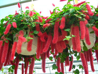 Pink Acalypha Chenille Plant Seeds for Planting - NON GMO Seeds