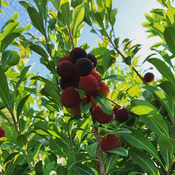 Black Arbutus Bayberry Fruit Seeds for Planting - Ideal for Home Garden, Heirloom Seeds