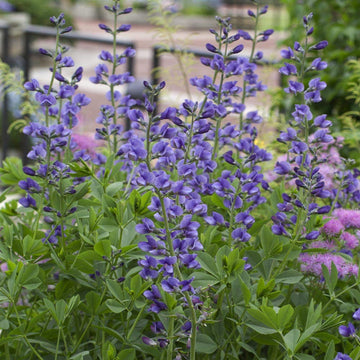 Blue False Indigo Flower Seeds – Heirloom, Non-GMO Seeds for Planting Hardy Garden Blooms seeds for planting in home garden