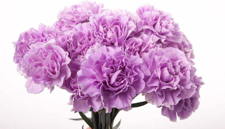 Heirloom Lavender Carnation Flower Seeds, Non-GMO Fragrant Blooms for Planting
