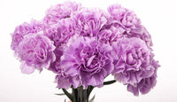 Heirloom Lavender Carnation Flower Seeds, Non-GMO Fragrant Blooms for Planting