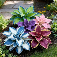 Brilliant Hosta Bulbs Mix for planting in a shaded garden
