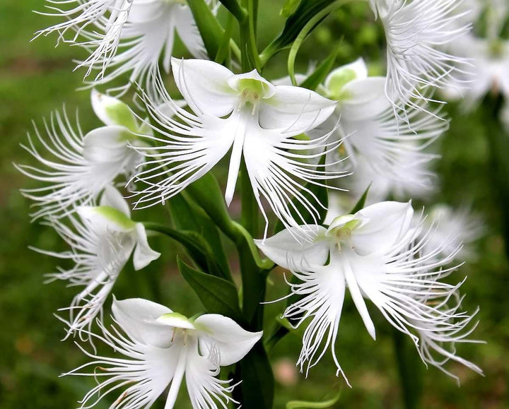 Taube Reiher Flower Seeds for Planting - 100 pcs