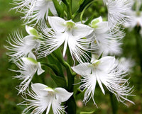 Taube Reiher Flower Seeds for Planting - 100 pcs