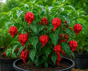 Reaper chili pepper plant with ripe red peppers growing in a garden
