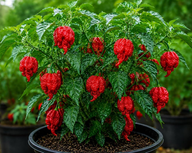 Reaper chili pepper plant with ripe red peppers growing in a garden
