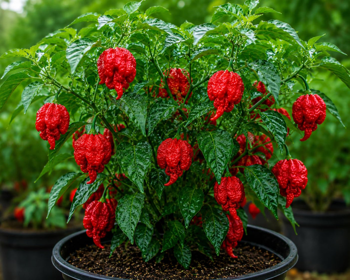 Spicy Hot Pepper Vegetable Seeds for Planting heirloom & Non-GMO Seeds